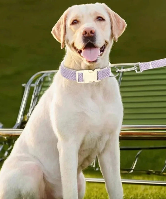 Błyszcząca obroża dla psa ze smyczą