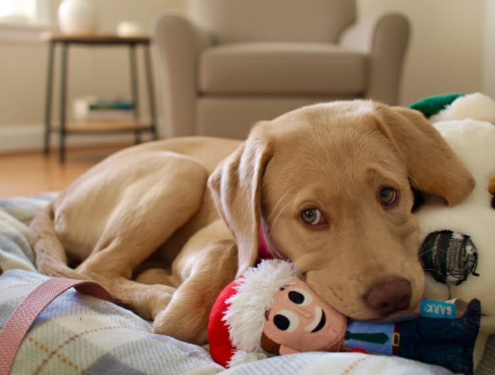 <h2>Akcesoria dla zwierząt</h2>