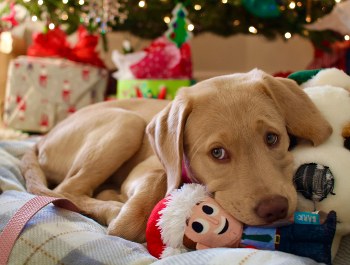 <h2>Akcesoria dla zwierząt</h2>