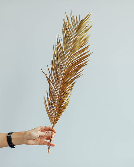 Trawa pampasowa suszony liść długość 60 cm