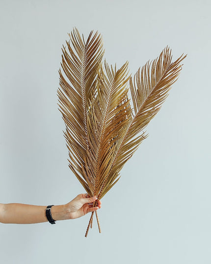 Trawa pampasowa suszony liść długość 60 cm