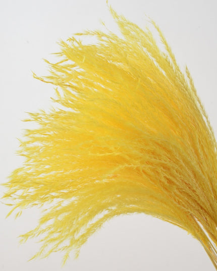 Trawa pampasowa w jasnych kolorach długość 40 cm 10 sztuk