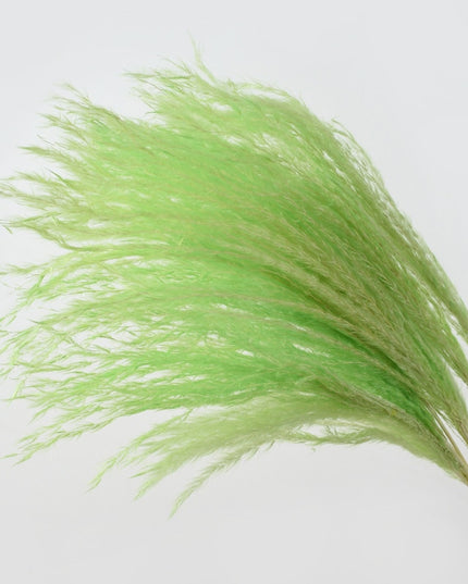 Trawa pampasowa w jasnych kolorach długość 40 cm 10 sztuk