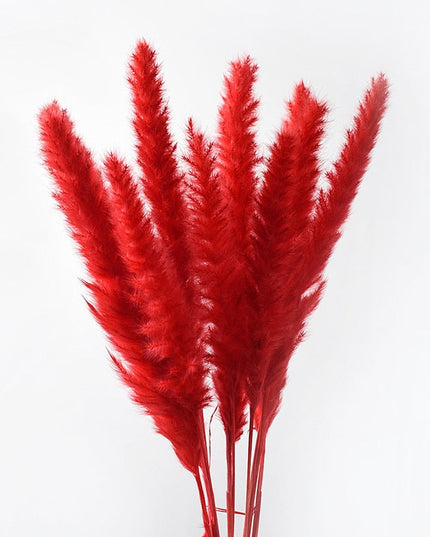 Trawa pampasowa w jasnych kolorach pióropusz długość 40 cm 10 sztuk